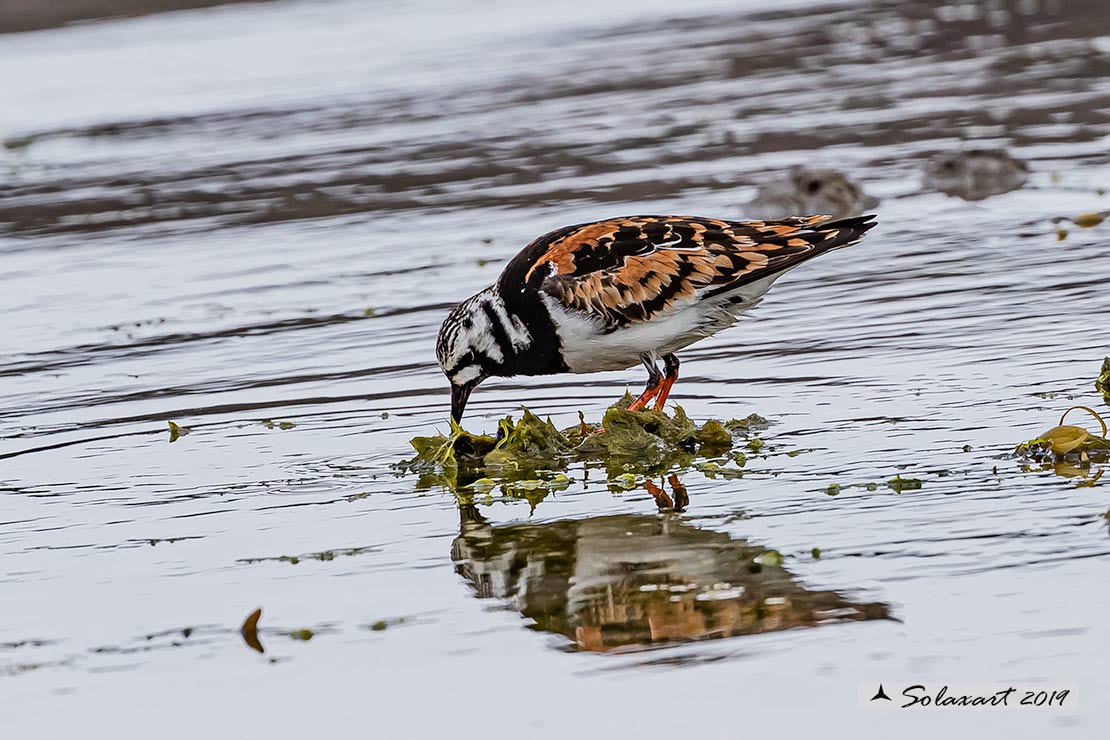 Arenaria interpres: Voltapietre; Ruddy turnstone