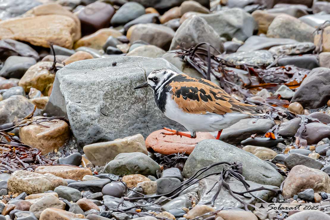 Arenaria interpres: Voltapietre; Ruddy turnstone