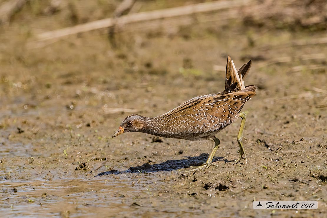 Porzana porzana: Voltolino; Spotted crake