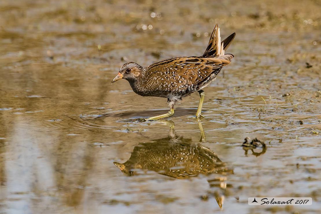 Porzana porzana: Voltolino; Spotted crake