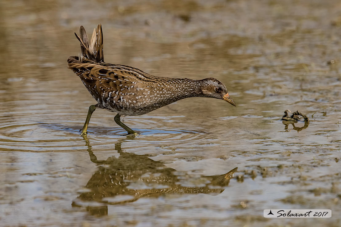 Porzana porzana: Voltolino; Spotted crake