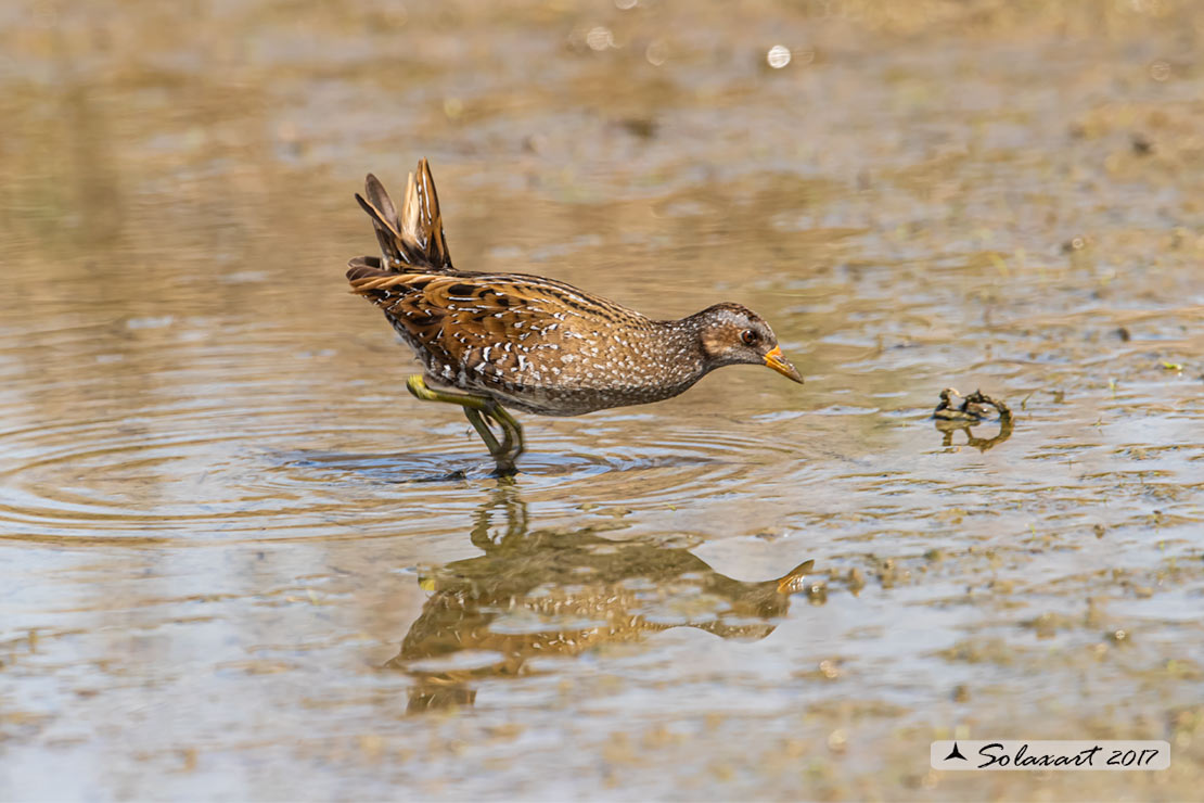 Porzana porzana: Voltolino; Spotted crake