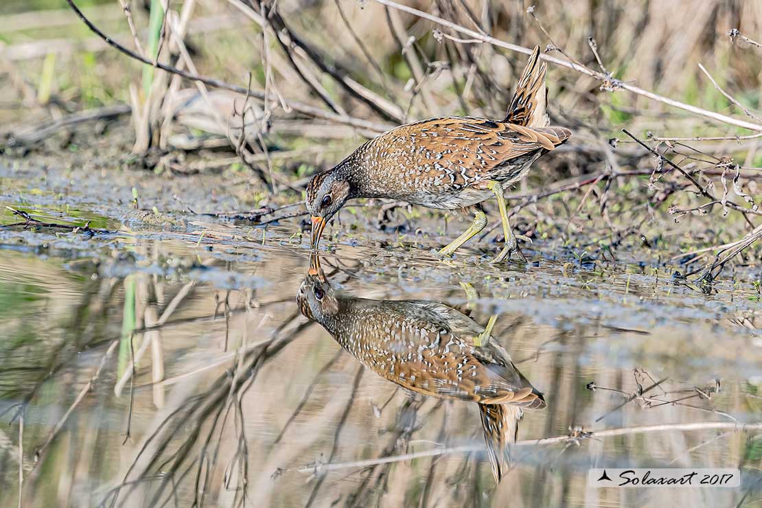 Porzana porzana: Voltolino; Spotted crake