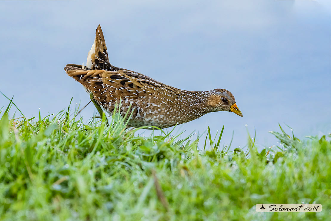 Porzana porzana: Voltolino; Spotted crake