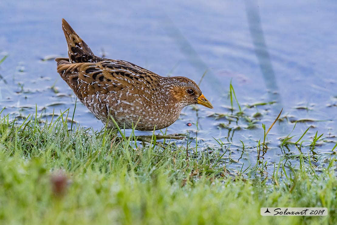 Porzana porzana: Voltolino; Spotted crake