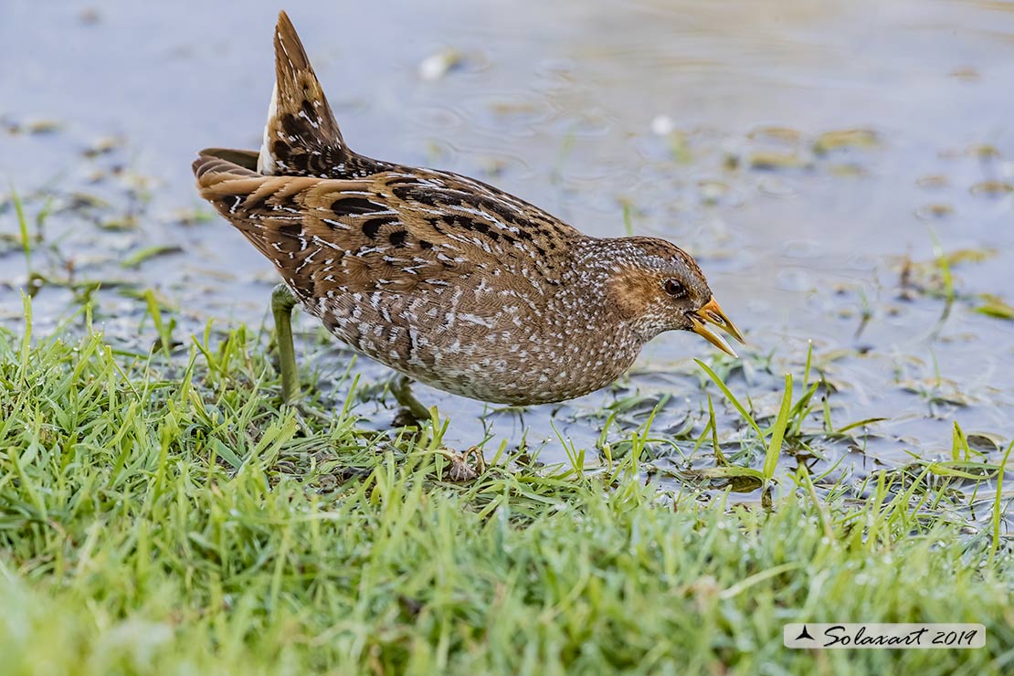 Porzana porzana: Voltolino; Spotted crake