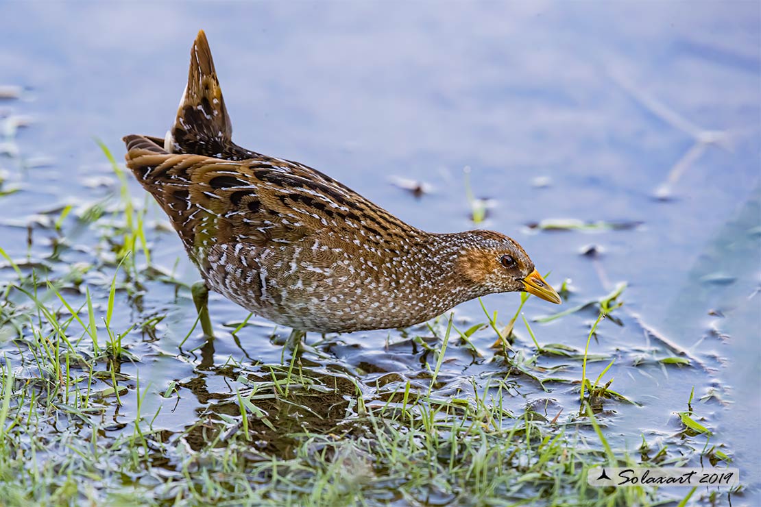 Porzana porzana: Voltolino; Spotted crake