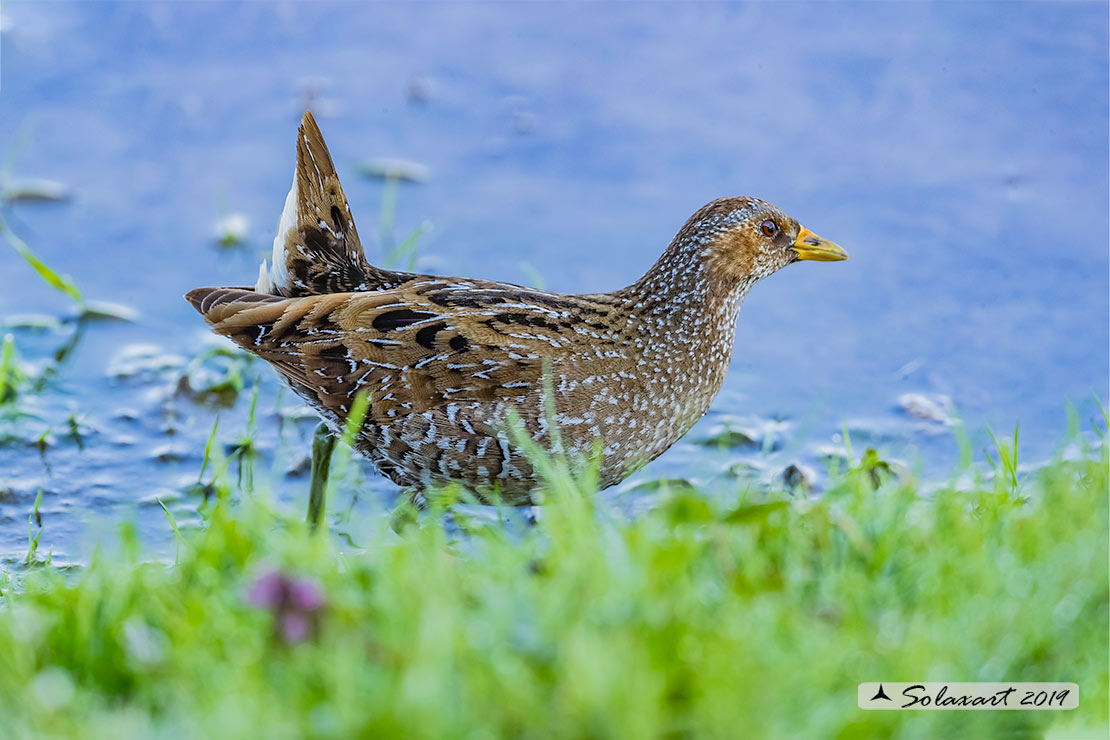 Porzana porzana: Voltolino; Spotted crake