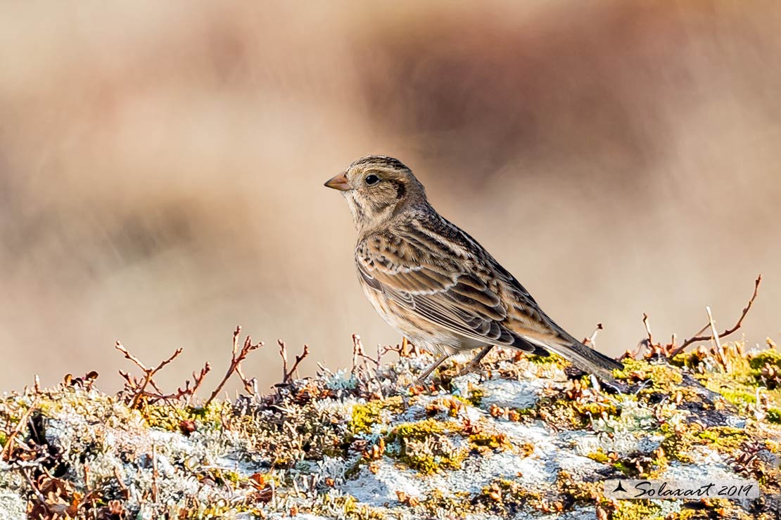 Calcarius lapponicus - Zigolo di Lapponia - Lapland Longspur