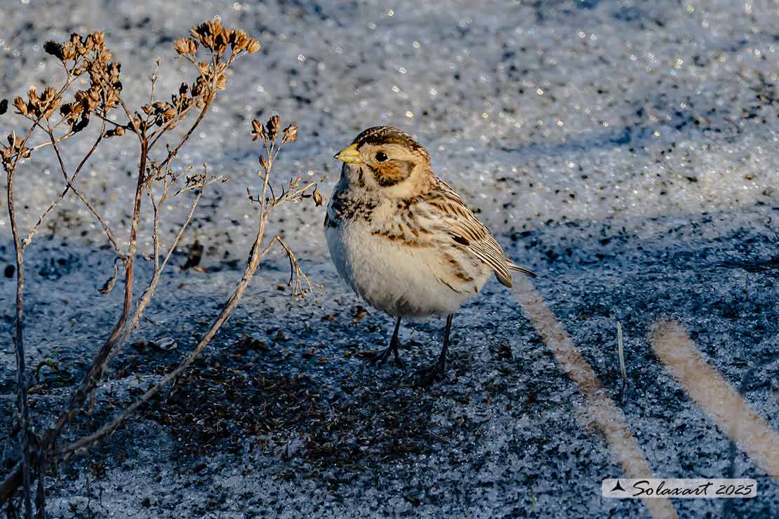 Calcarius lapponicus - Zigolo di Lapponia - Lapland Longspur
