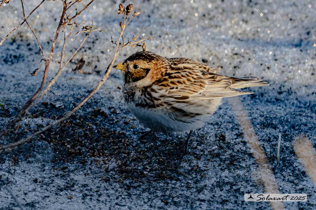Calcarius lapponicus - Zigolo di Lapponia - Lapland Longspur