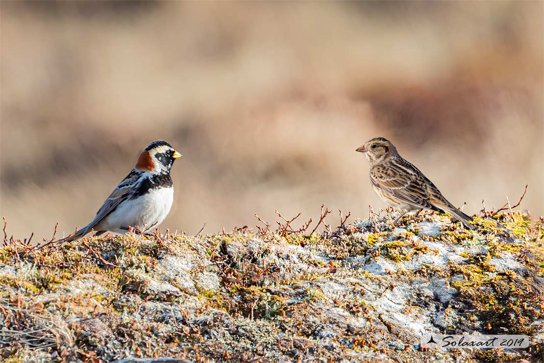 Calcarius lapponicus - Zigolo di Lapponia - Lapland Longspur