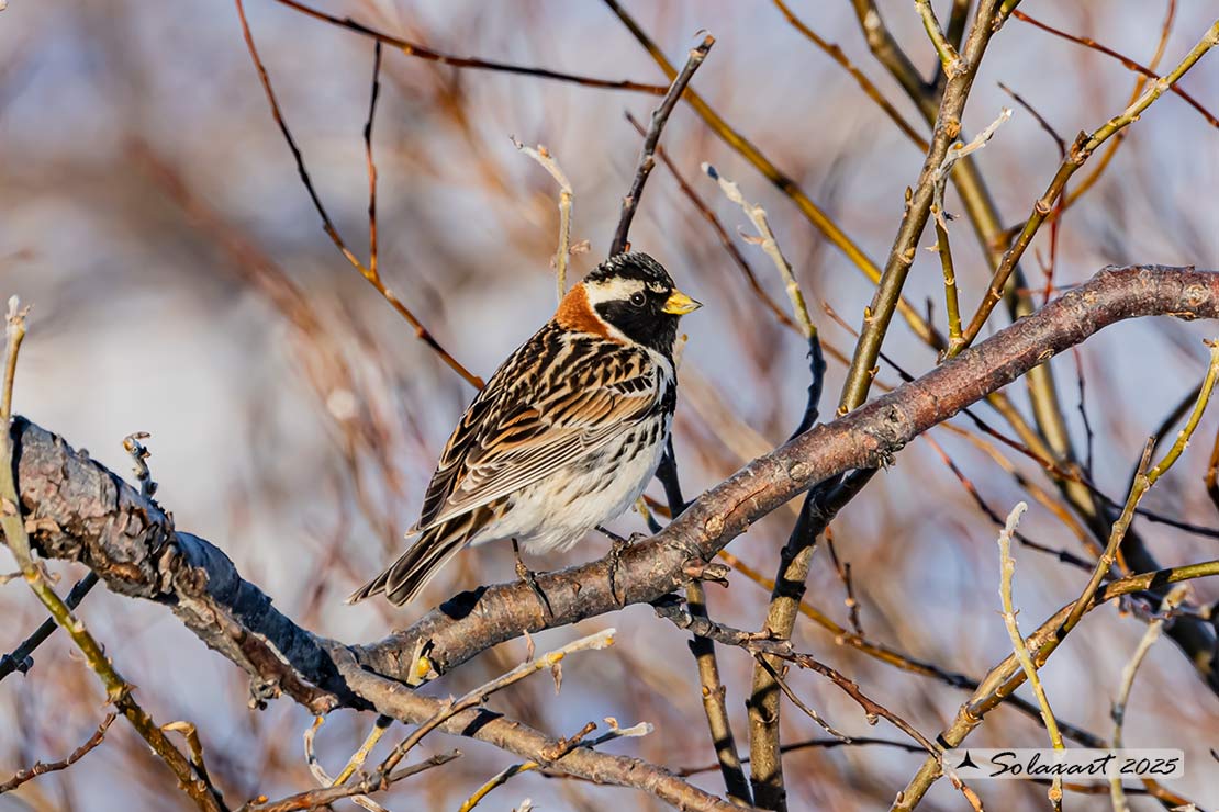 Calcarius lapponicus - Zigolo di Lapponia - Lapland Longspur