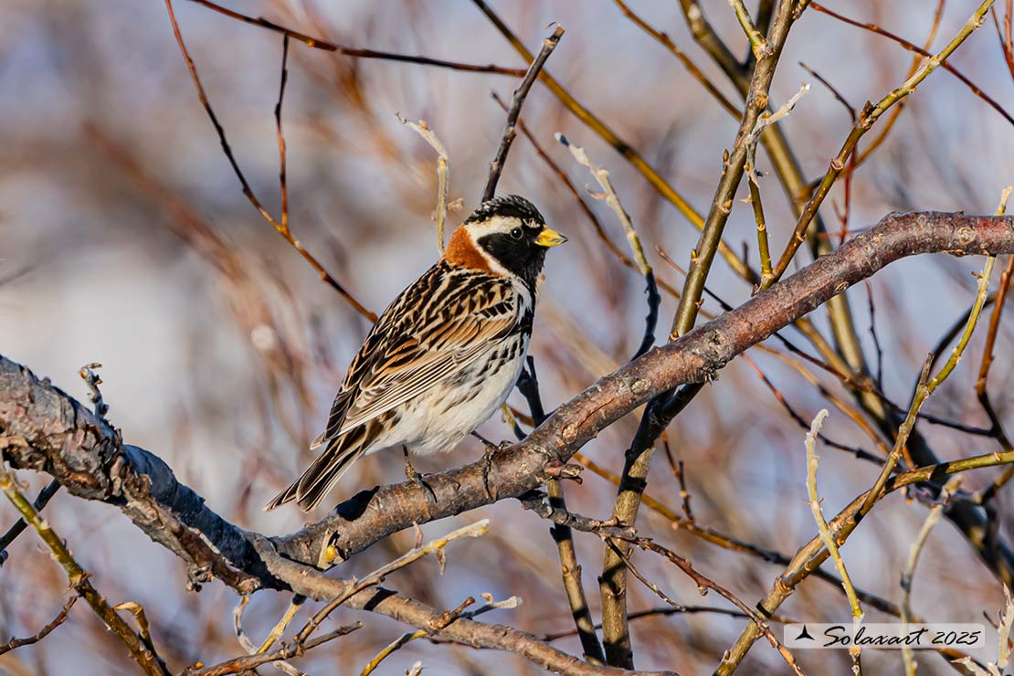 Calcarius lapponicus - Zigolo di Lapponia - Lapland Longspur