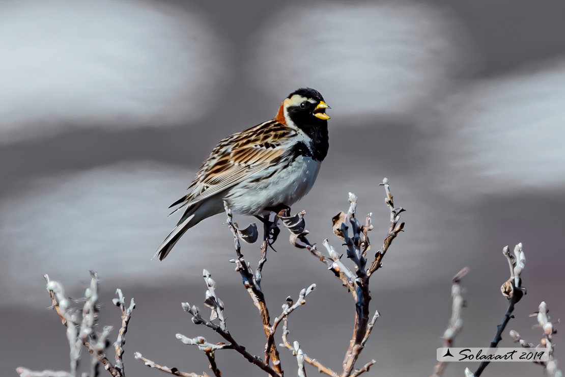 Calcarius lapponicus - Zigolo di Lapponia - Lapland Longspur