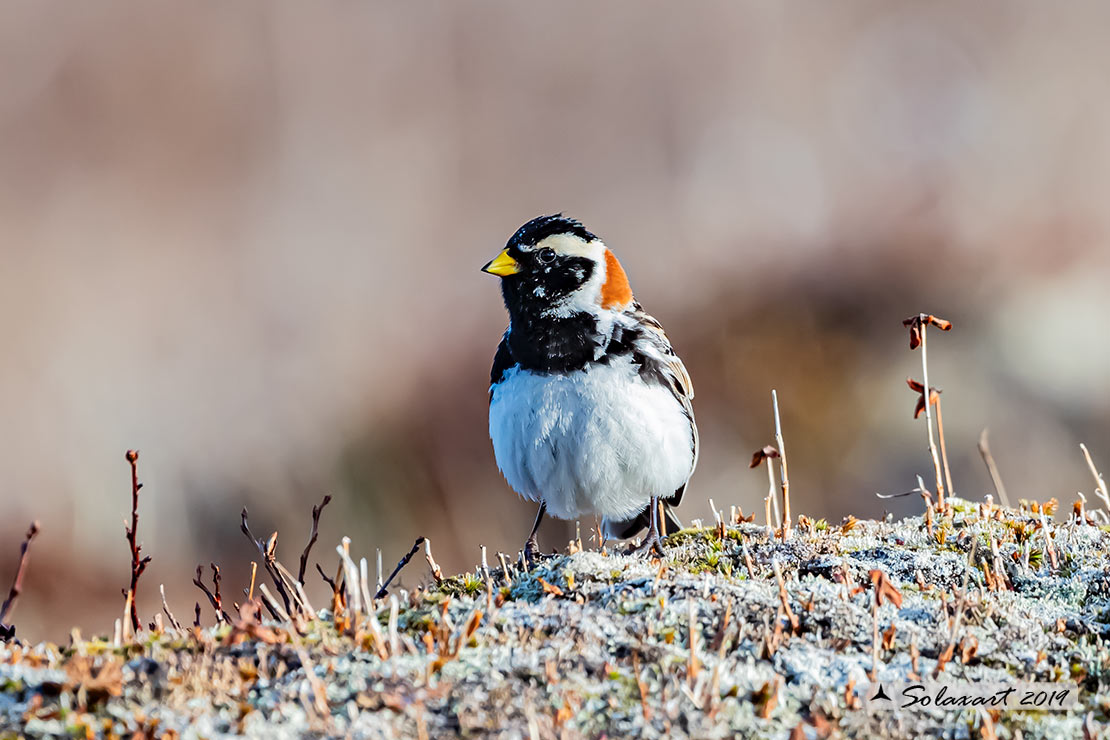 Calcarius lapponicus - Zigolo di Lapponia - Lapland Longspur