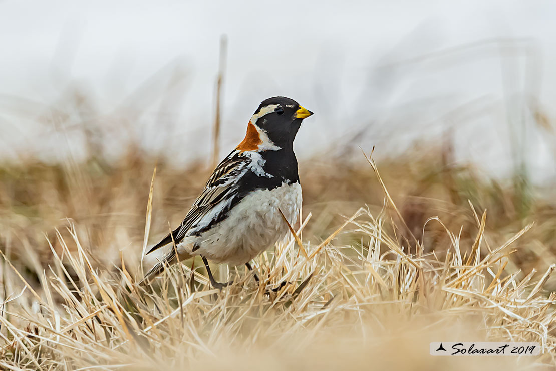 Calcarius lapponicus - Zigolo di Lapponia - Lapland Longspur