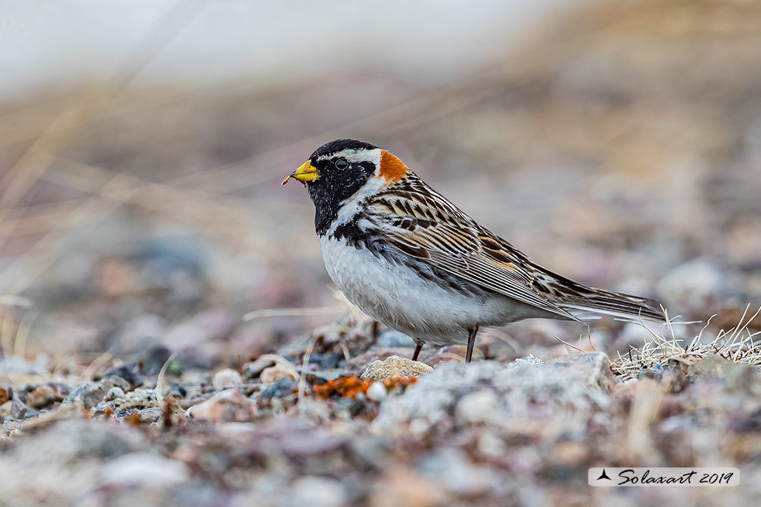 Calcarius lapponicus - Zigolo di Lapponia - Lapland Longspur