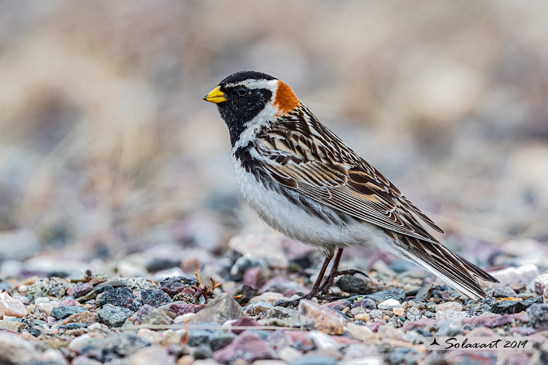 Calcarius lapponicus - Zigolo di Lapponia - Lapland Longspur