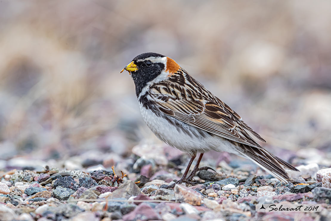 Calcarius lapponicus - Zigolo di Lapponia - Lapland Longspur
