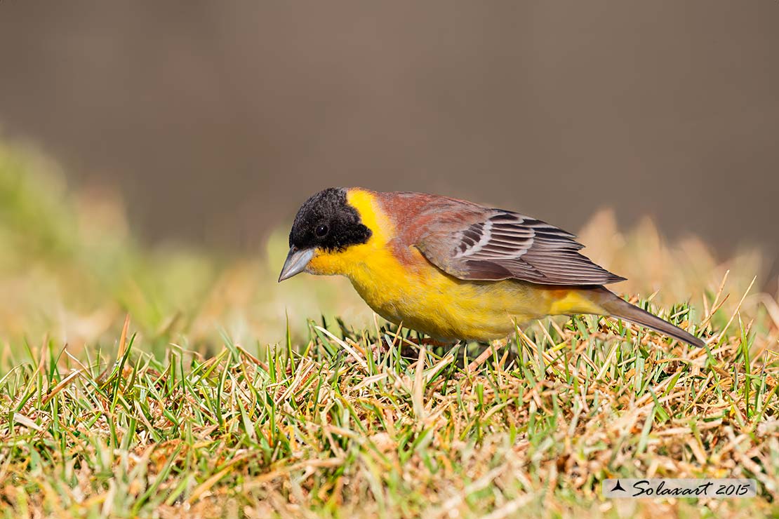 Emberiza melanocephala - Zigolo capinero - Black-headed bunting