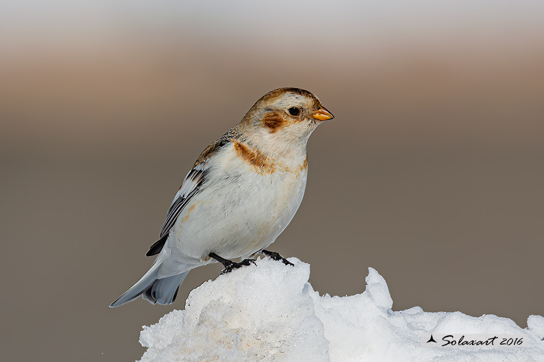 Plectrophenax nivalis:  Zigolo delle nevi (femmina); Snow bunting (female)