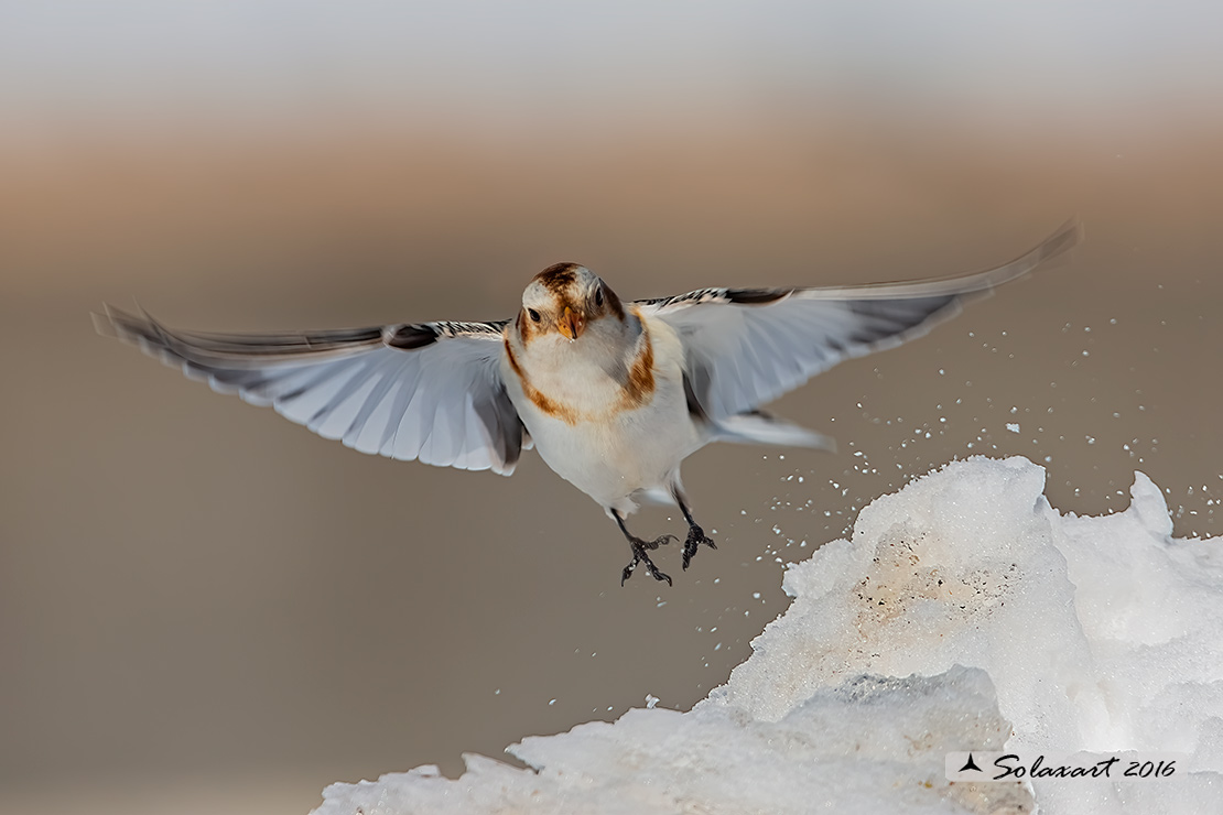 Plectrophenax nivalis:  Zigolo delle nevi (femmina); Snow bunting (female)