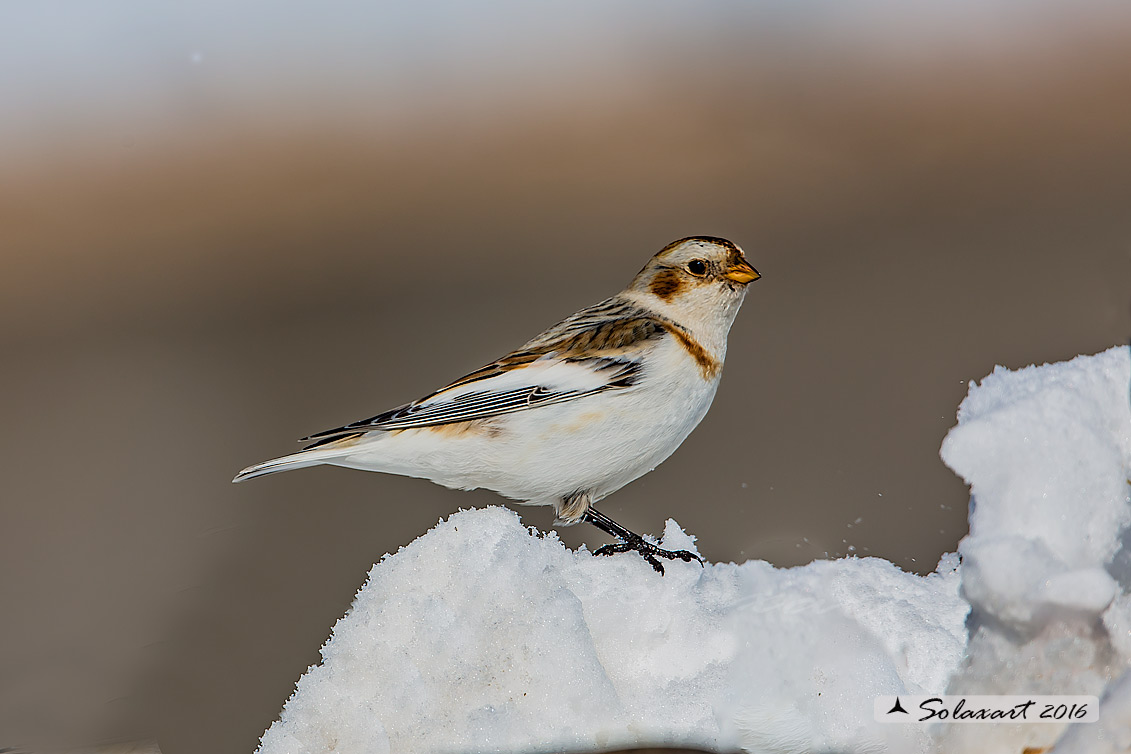 Plectrophenax nivalis:  Zigolo delle nevi (femmina); Snow bunting (female)