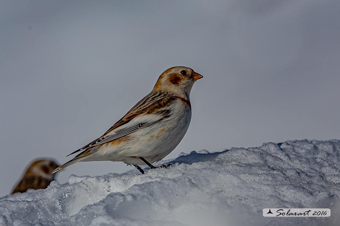 Plectrophenax nivalis:  Zigolo delle nevi (femmina); Snow bunting (female)