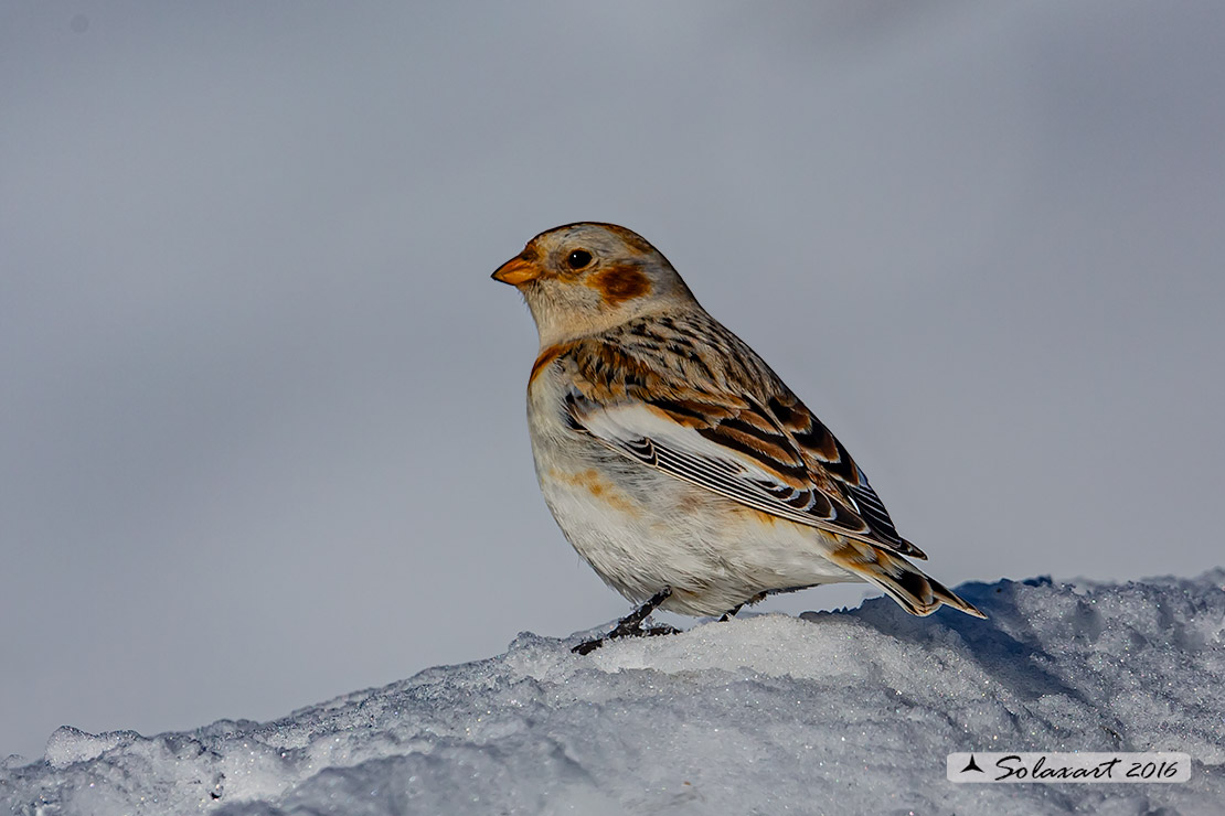 Plectrophenax nivalis:  Zigolo delle nevi (femmina); Snow bunting (female)