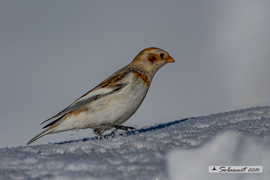 Plectrophenax nivalis:  Zigolo delle nevi (femmina); Snow bunting (female)