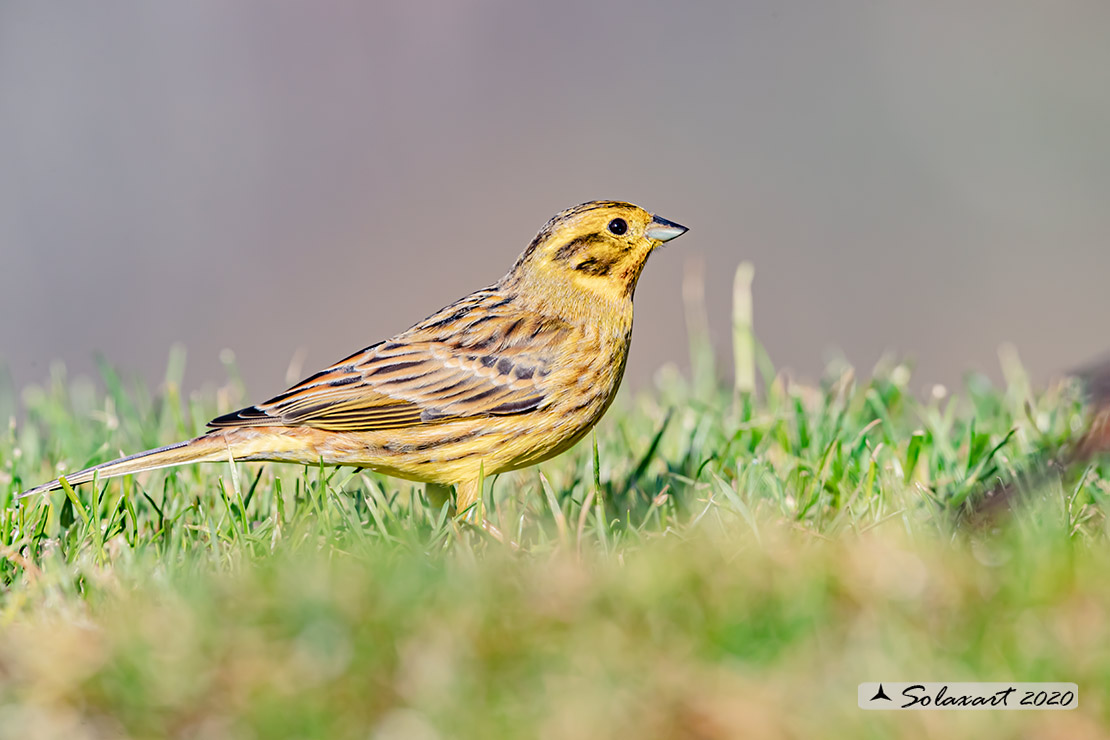 Emberiza citrinella: Zigolo giallo (femmina) ;  Yellowhammer (female)