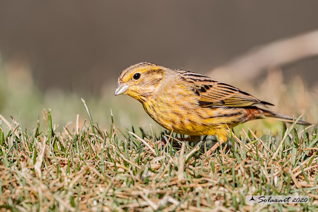 Emberiza citrinella: Zigolo giallo (femmina) ;  Yellowhammer (female)