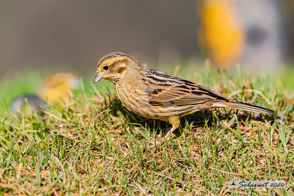 Emberiza citrinella: Zigolo giallo (femmina) ;  Yellowhammer (female)