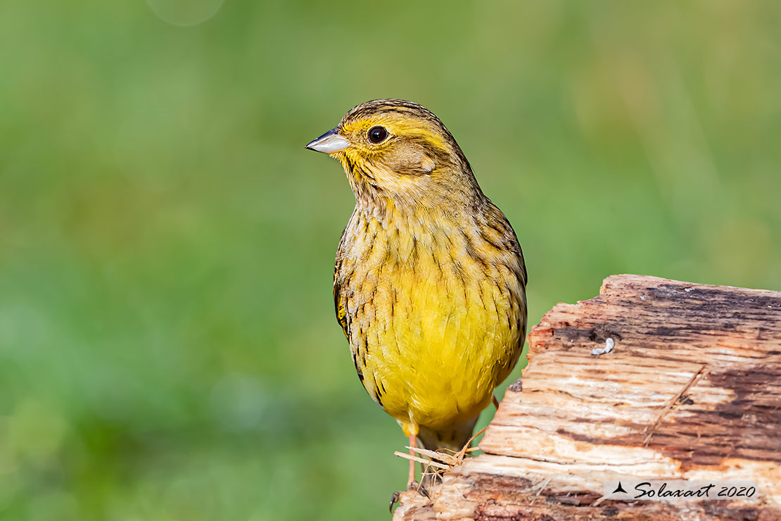 Emberiza citrinella:  Zigolo giallo (maschio) ; Yellowhammer (male)