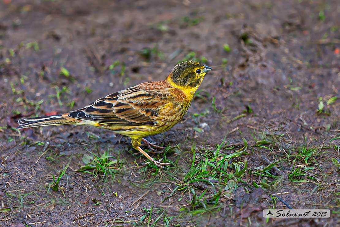 Emberiza citrinella:  Zigolo giallo (maschio) ; Yellowhammer (male)