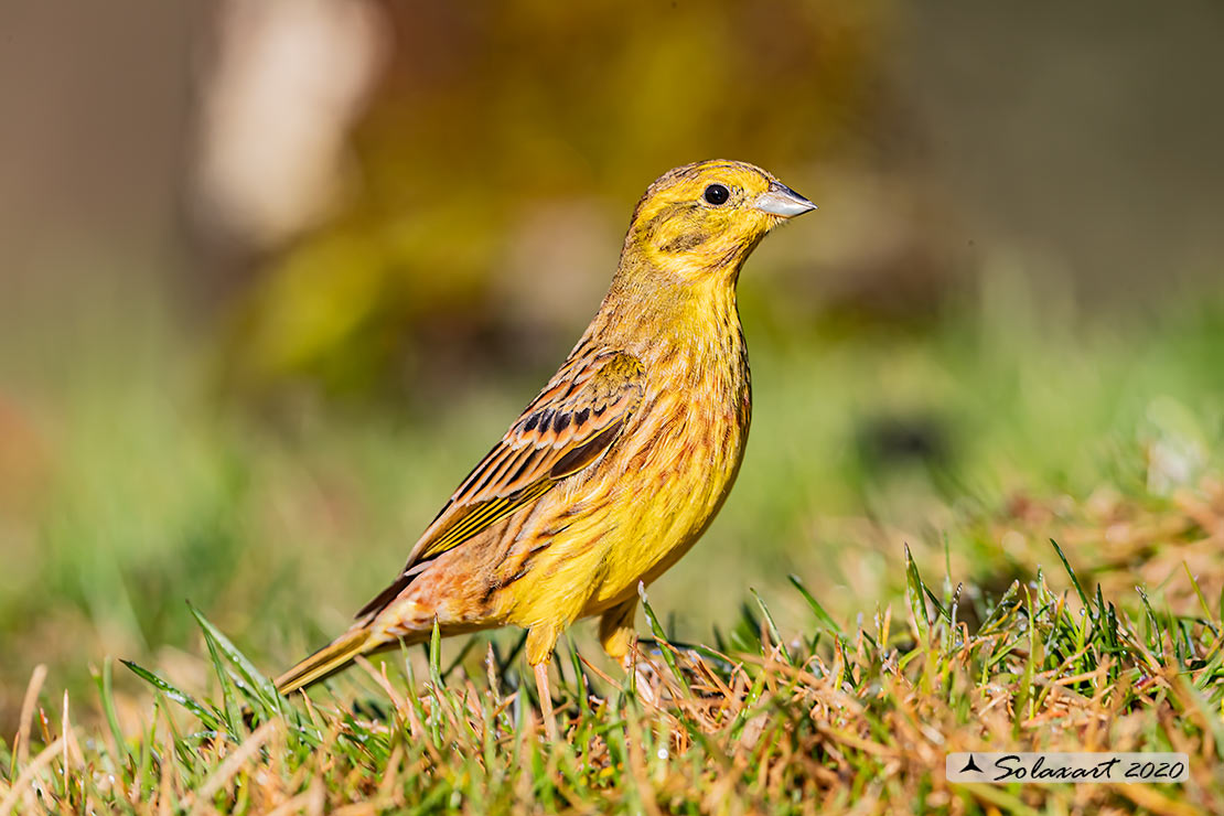 Emberiza citrinella:  Zigolo giallo (maschio) ; Yellowhammer (male)