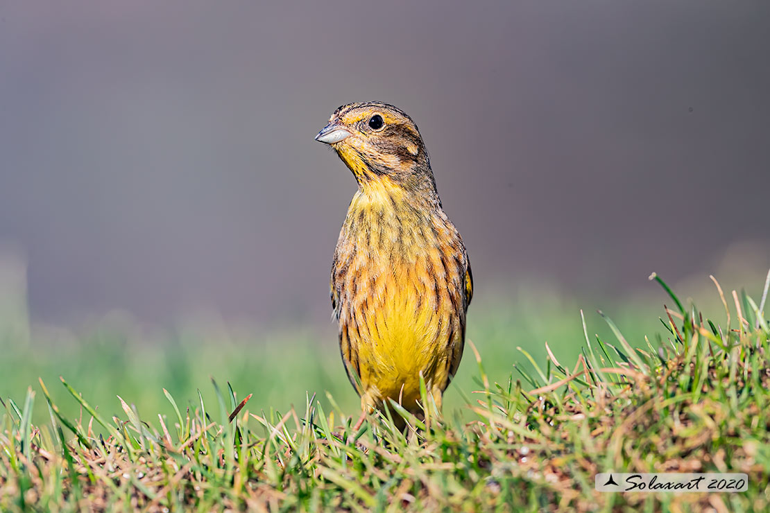 Emberiza citrinella:  Zigolo giallo (maschio) ; Yellowhammer (male)