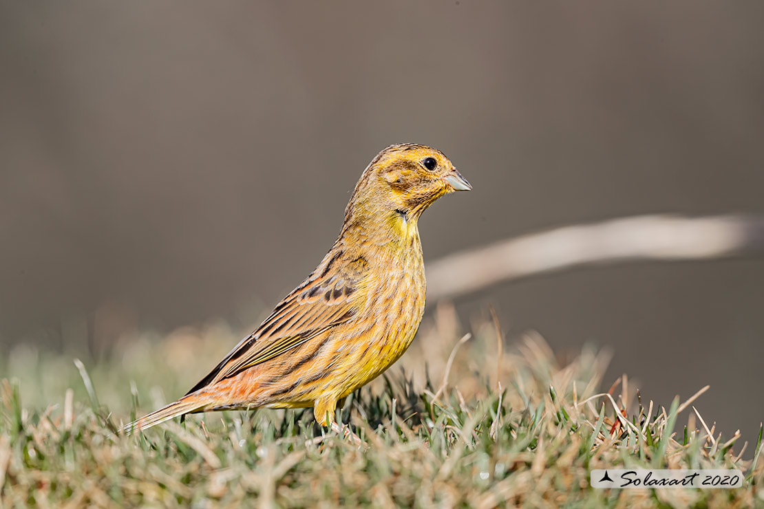 Emberiza citrinella:  Zigolo giallo (maschio) ; Yellowhammer (male)