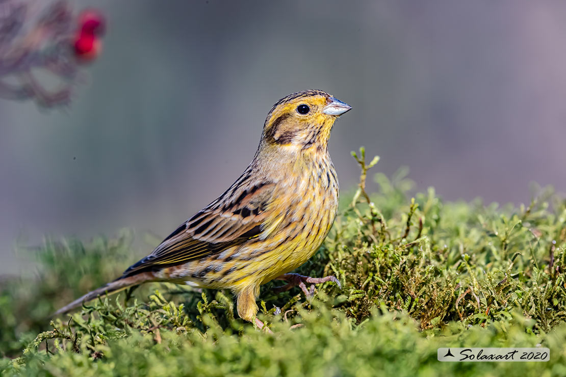 Emberiza citrinella:  Zigolo giallo (maschio) ; Yellowhammer (male)