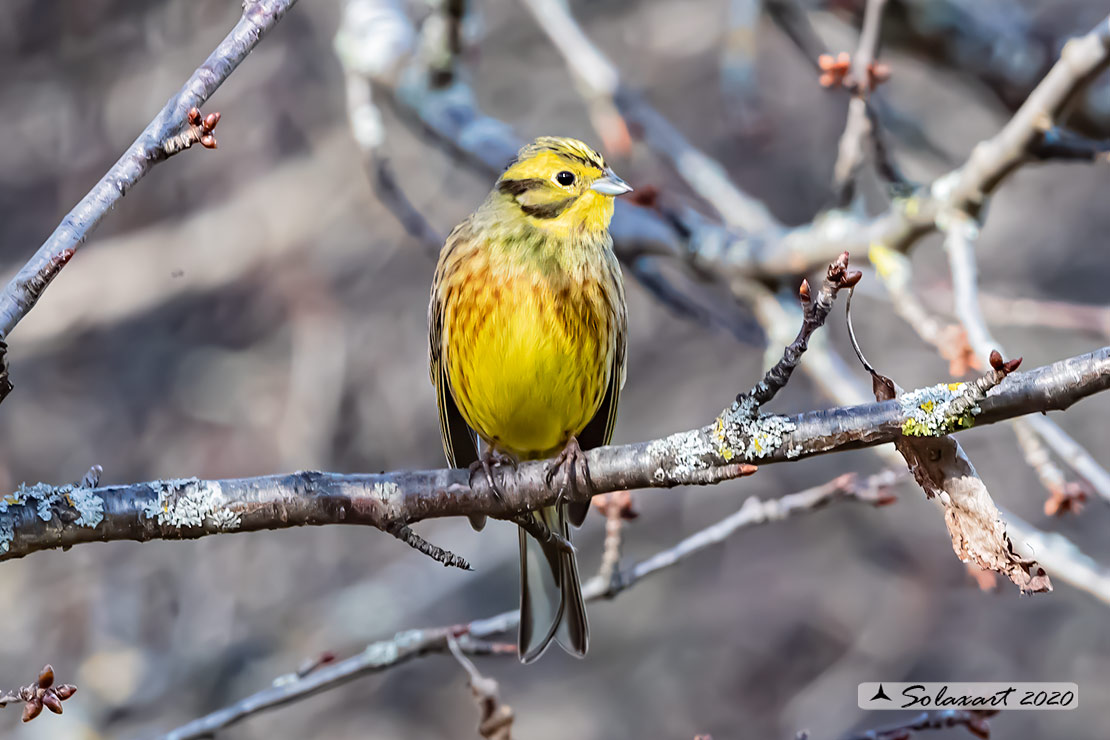 Emberiza citrinella:  Zigolo giallo (maschio) ; Yellowhammer (male)