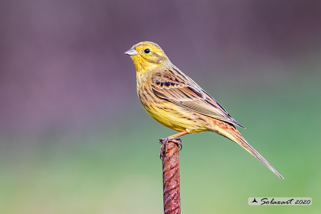 Emberiza citrinella:  Zigolo giallo (maschio) ; Yellowhammer (male)