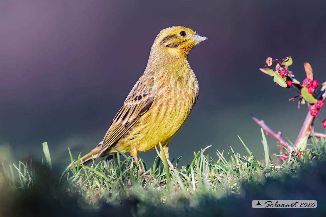 Emberiza citrinella:  Zigolo giallo (maschio) ; Yellowhammer (male)