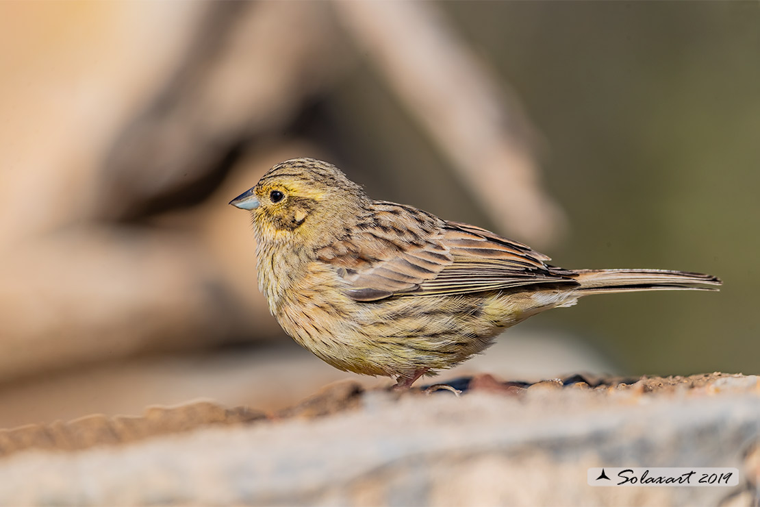 Emberiza cia: Zigolo muciatto (femmina); Rock bunting (female)