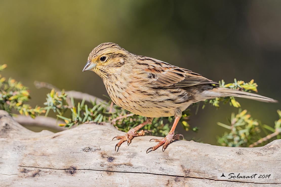 Emberiza cia: Zigolo muciatto (femmina); Rock bunting (female)