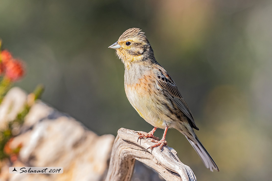 Emberiza cia: Zigolo muciatto (femmina); Rock bunting (female)