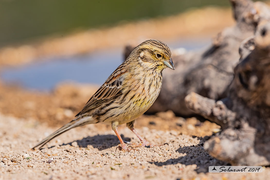 Emberiza cia: Zigolo muciatto (femmina); Rock bunting (female)