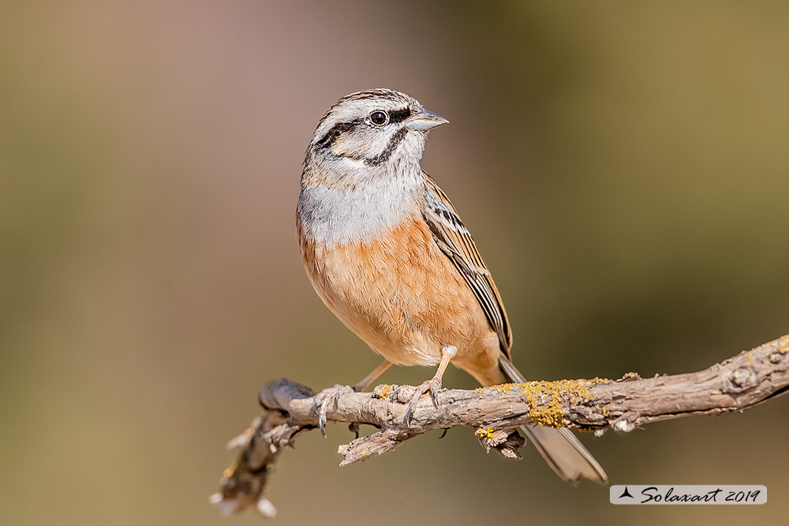 Emberiza cia: Zigolo muciatto (maschio); Rock bunting (male)