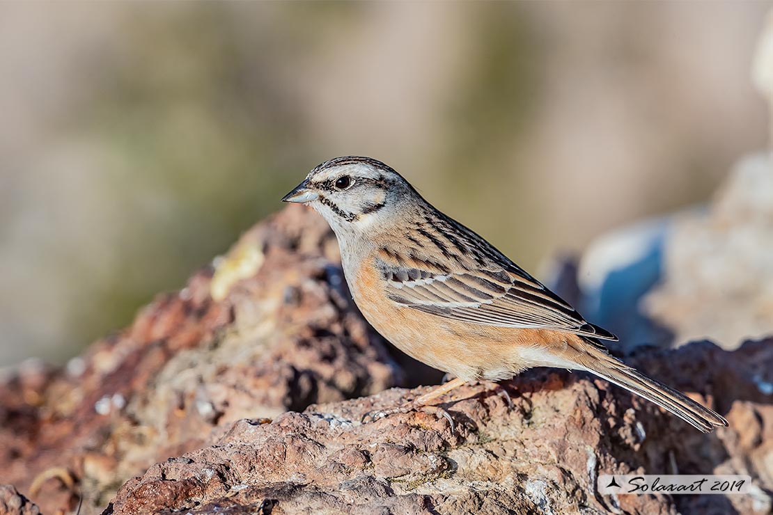 Emberiza cia: Zigolo muciatto (maschio); Rock bunting (male)