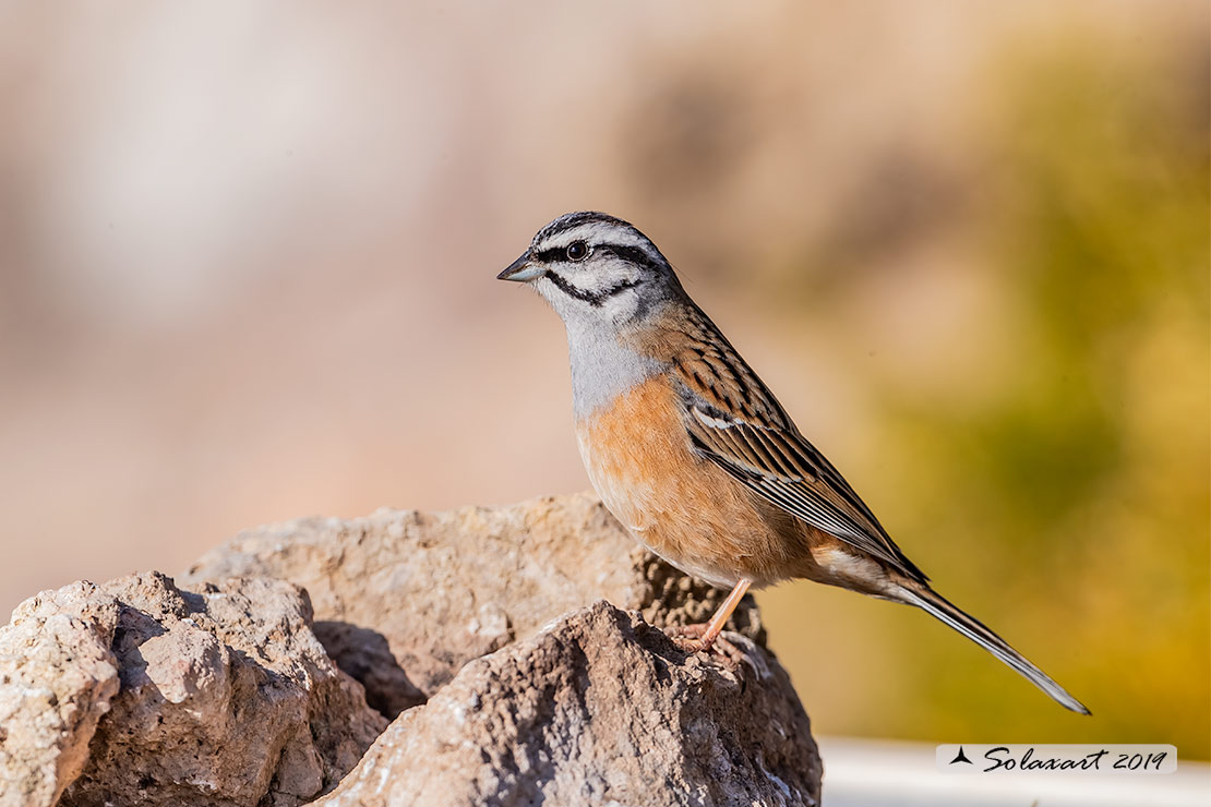 Emberiza cia: Zigolo muciatto (maschio); Rock bunting (male)